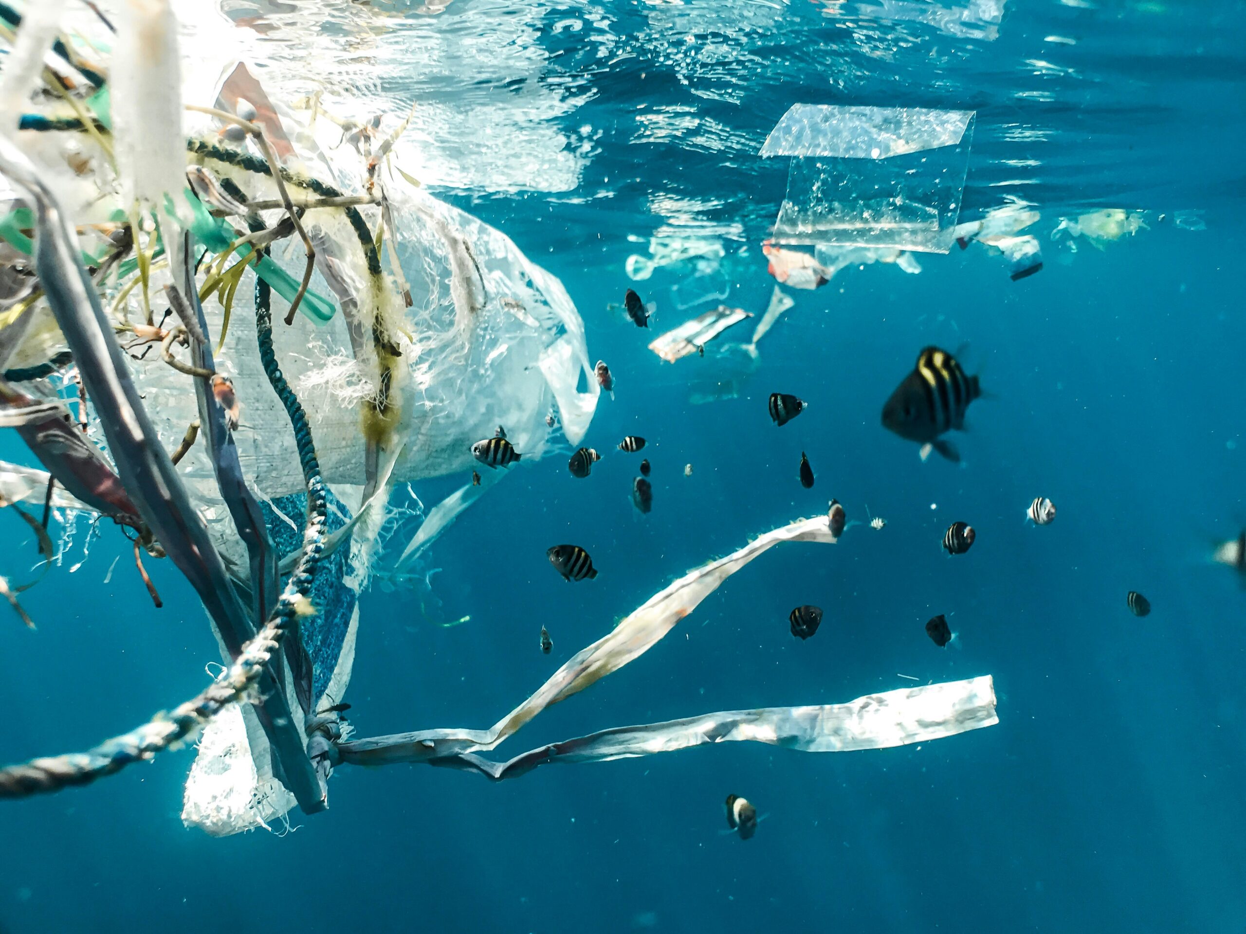 Fun Facts about Plastic Pollution | Recyclean Foundation